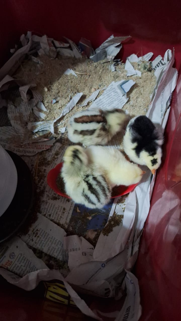 Anak ayam dalam brooder gelap