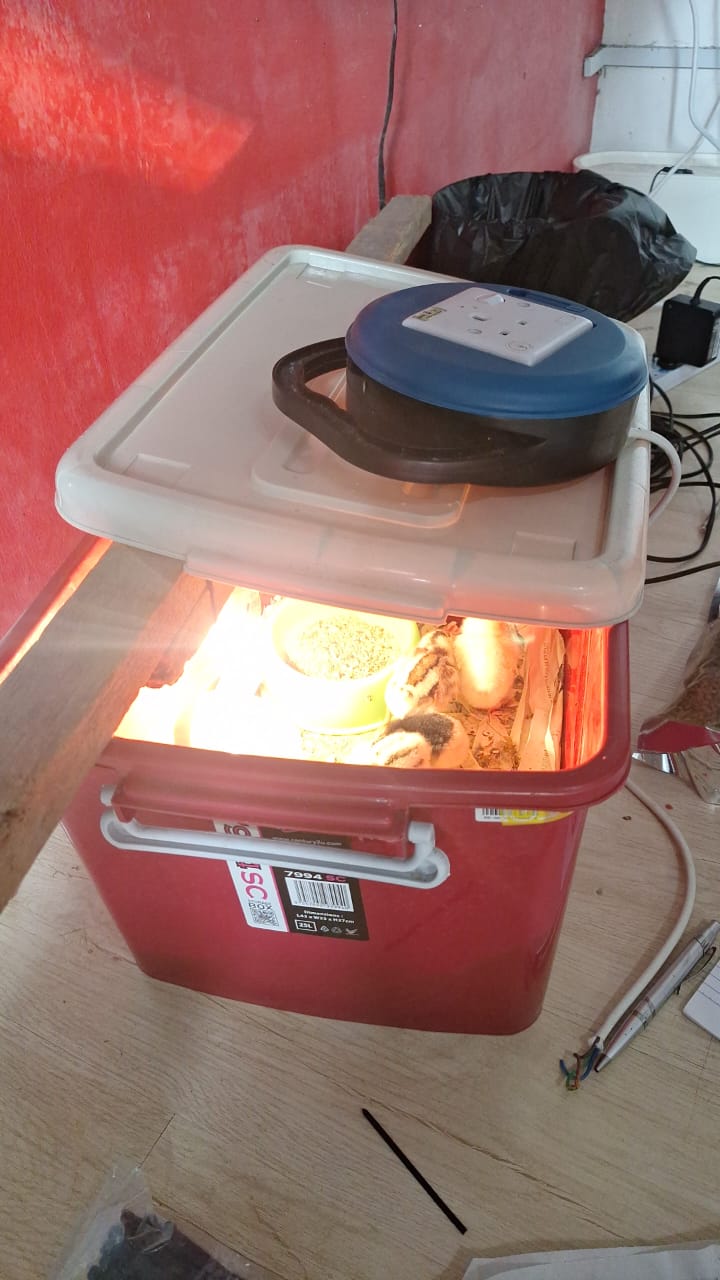 Brooder ada lampu