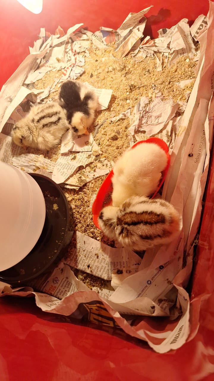 anak ayam dalam brooder terang